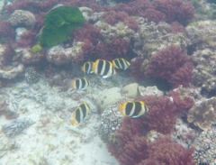 Chaetodon tricinctus