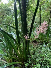 Helmholtzia glaberrima