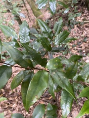 Castanopsis carlesii