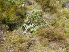 Protea amplexicaulis