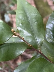 Castanopsis carlesii