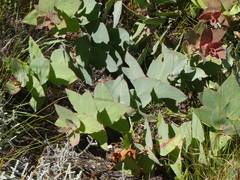 Protea amplexicaulis