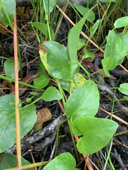 Liparophyllum exaltatum