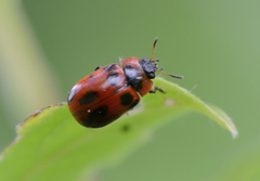 Gonioctena viminalis