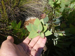 Protea amplexicaulis