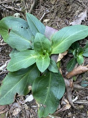 Swertia shintenensis