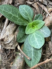 Swertia shintenensis