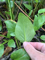 Liparophyllum exaltatum