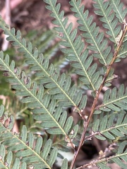 Diplopterygium glaucum