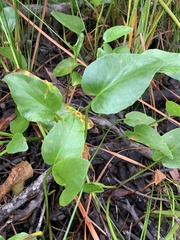 Liparophyllum exaltatum