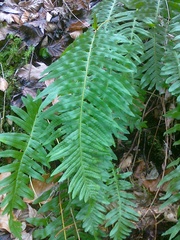 Polypodium interjectum