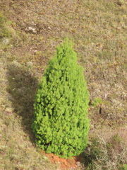 Pinus patula