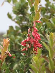 Plutarchia guascensis
