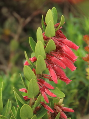 Plutarchia guascensis