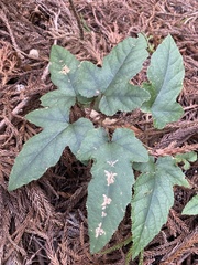 Rubus reflexus hui