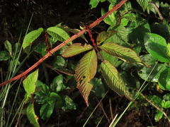 Rubus megalococcus