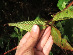 Rubus megalococcus