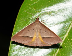 Epidesmia chilonaria