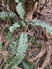 Asplenium normale normale