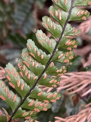 Asplenium normale normale