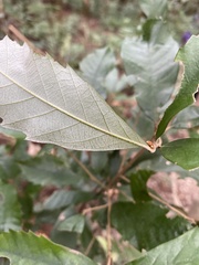 Quercus gilva