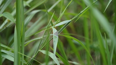 Catochrysops strabo strabo