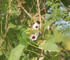 Ipomoea staphylina