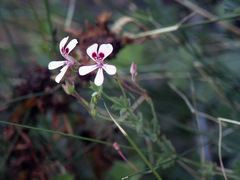 Pelargonium patulum