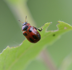 Gonioctena viminalis