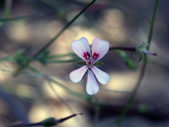 Pelargonium patulum