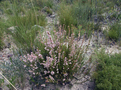 Erica articularis