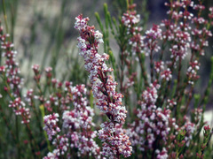 Erica articularis