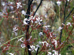 Prismatocarpus diffusus