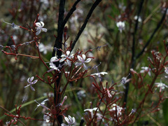 Prismatocarpus diffusus