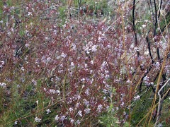 Prismatocarpus diffusus