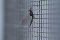 Callibaetis pictus