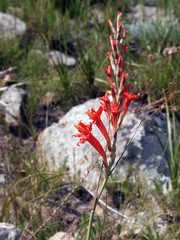 Tritoniopsis triticea