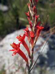 Tritoniopsis triticea