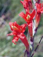 Tritoniopsis triticea