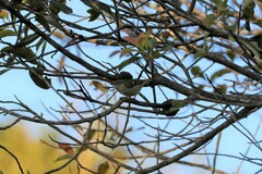 Phylloscopus inornatus