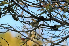 Phylloscopus inornatus