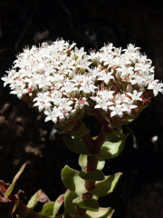 Crassula undulata