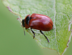 Gonioctena viminalis