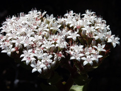 Crassula undulata
