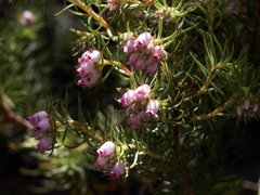 Erica subulata