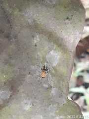 Alpaida veniliae