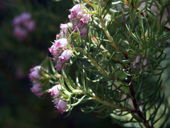 Erica subulata