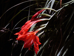Gladiolus cardinalis