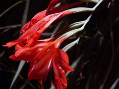 Gladiolus cardinalis