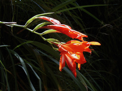 Gladiolus cardinalis